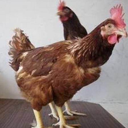 种蛋鸡 批量供应不同大小 畜牧家禽养殖海兰灰蛋鸡