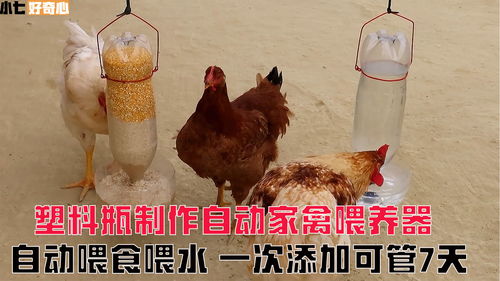 用废弃塑料瓶自制家禽饲养器,自动添食添水,一次添粮添水可管7天