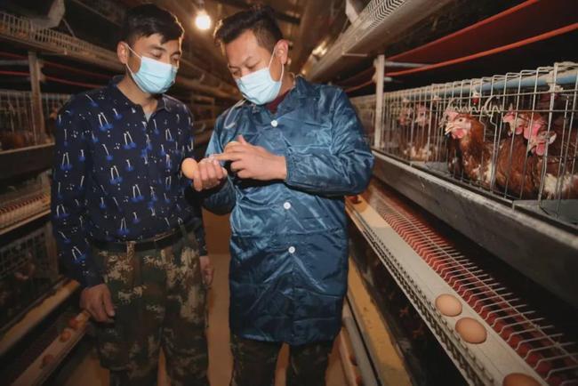 2020年11月23日,察布查尔县胡杨老兵畜禽养殖专业合作社理事长杜如