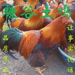 柳州市得凤家禽养殖场 微型企业