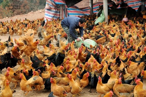 韩国扑杀440多万只家禽 防止禽流感扩散