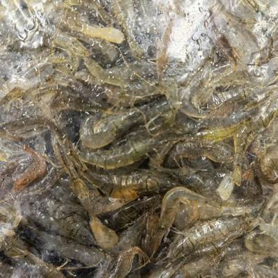 河虾鲜活新鲜冷冻海鲜水产狗仔虾仁青虾小土虾每份500g淡水小河虾
